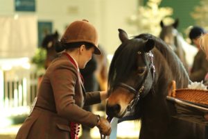 The Showing Register Training Clinic @ Aintree International Equestrian Centre | England | United Kingdom