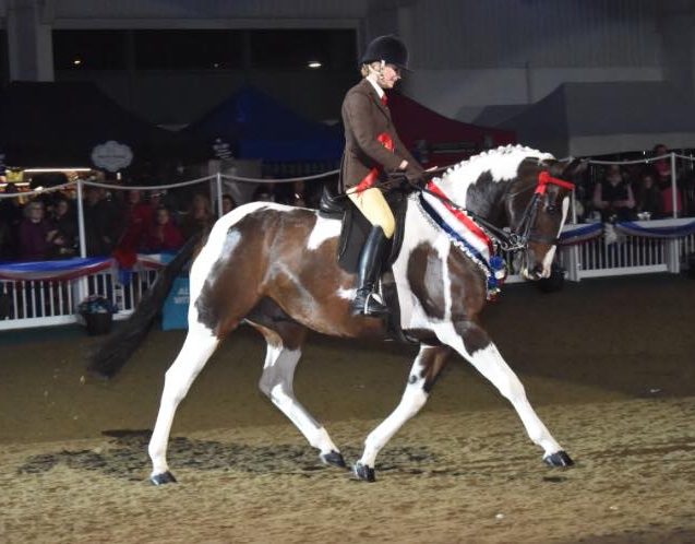 STARS Champion of Champions 2023 – Aintree International Equestrian Centre