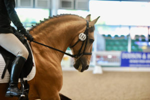 British Dressage 2 Day Show @ Aintree International Equestrian Centre | England | United Kingdom